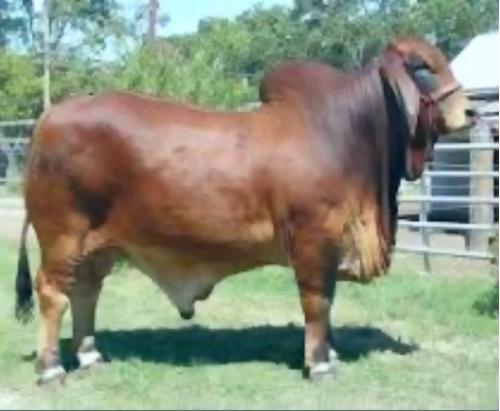 LOT 100 -  OPPORTUNITY TO INCLUDE 1 COW IN AN ASPIRATION PROCEDURE TO +SRS MR. PASCO 812
