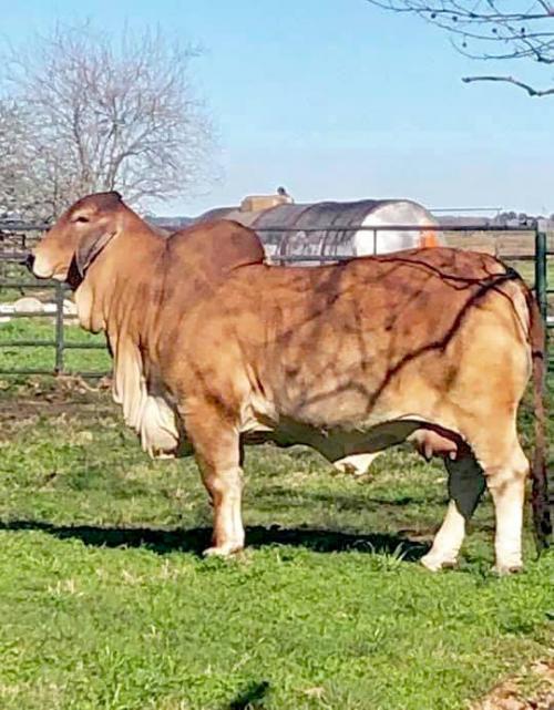 LOT 102 - 3 CONVENTIONAL EMBRYOS- MR WINCHESTER MAGNUM 999/3 X CT MS MONICA RHINEAUX 15/7