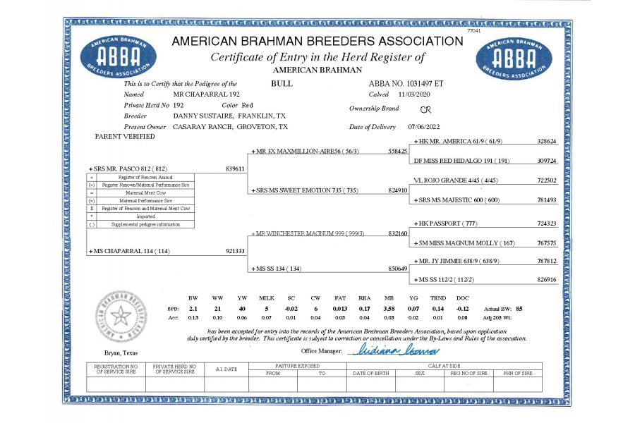 LOT 14 -  MR CHAPARRAL 192 PACQUIAO X CT MS LOCA BEAN 16/2 - FEMALE SEXED EMBRYOS