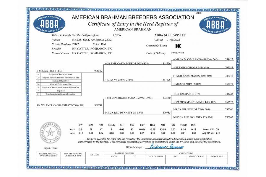 LOT  03 - HK MS. JACK AMERICA 220/2