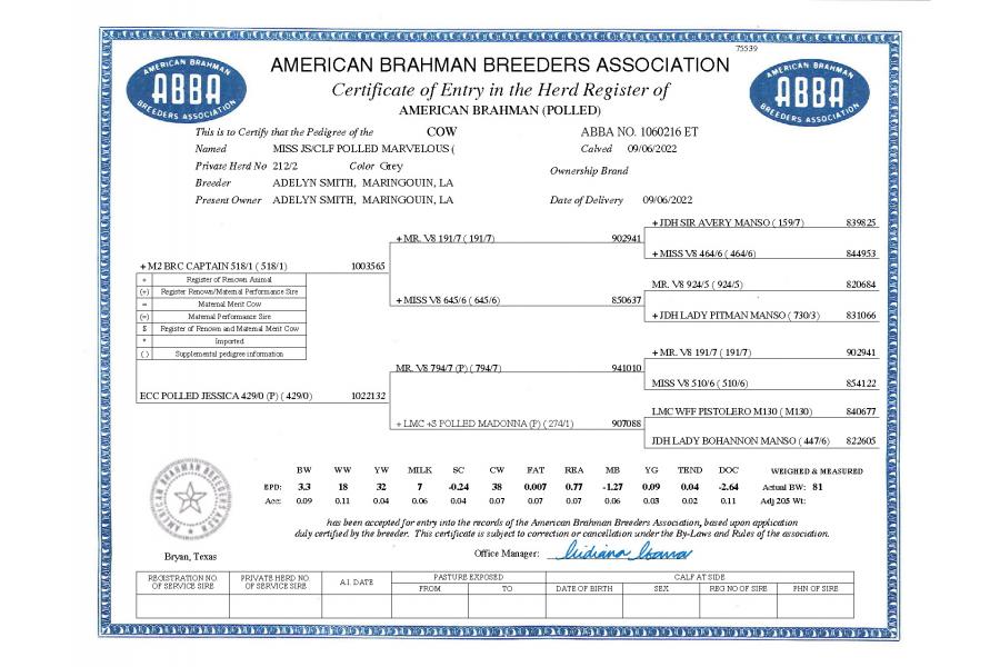 LOT 13 -  MR. HMC POLLED 111/1 (P)  X MISS JS/CLF POLLED MARVELOUS 212/2 (P) - FEMALE SEXED EMBRYOS