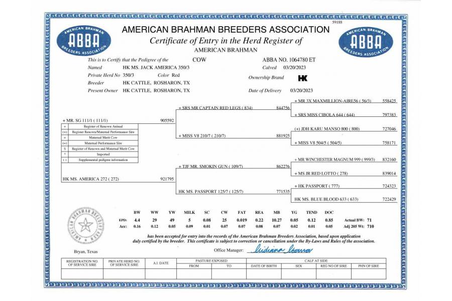 LOT  04 - HK MS. JACK AMERICA 350/3