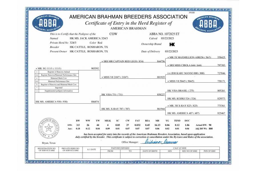 LOT  01 - HK MS. JACK AMERICA 324/3