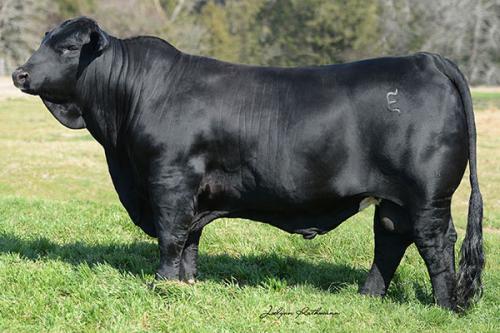 LOT 013 -   5  UNITS OF CONVENTIONAL SEMEN- EMS KING GEORGE