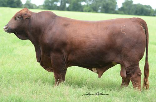 LOT 014 -   5 UNITS OF CONVENTIONAL SEMEN- EMS FIRE CHIEF