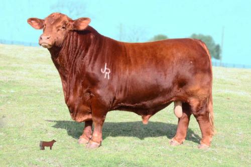 LOT 017 - 10 UNITS OF CONVENTIONAL SEMEN- TJR RED DYNASTY 198/A