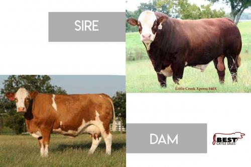 LOT 19 - LITTLE CREEK XPRESS 840X x JS PL CHERIE S5 65 - EMBRYO PACKAGE