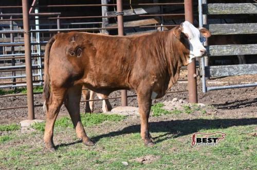 LOT 14 - PENDING - MISS 4-T 250 HEIFER CALF