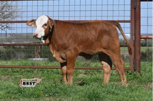 LOT 18 - PENDING - MISS 4-T 243  HEIFER CALF