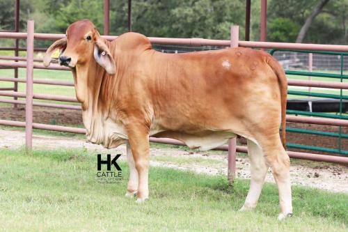 LOT 15 - HK MS. MASSIVE 978