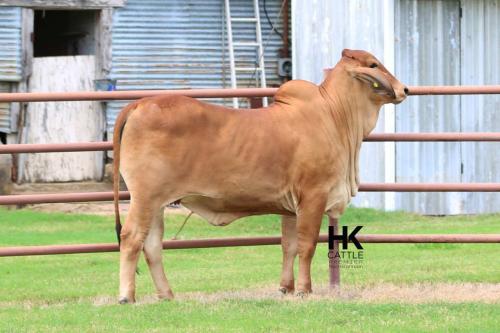 LOT 20 - HK MS. RED RIVER 55/0