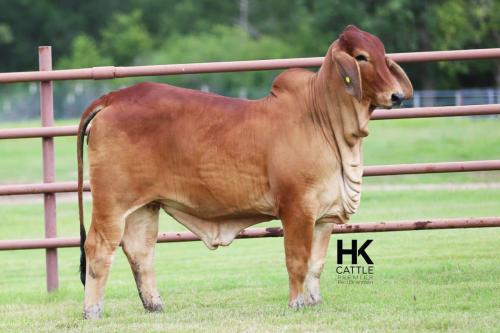 LOT 19 - HK MS. RED RIVER 52/0