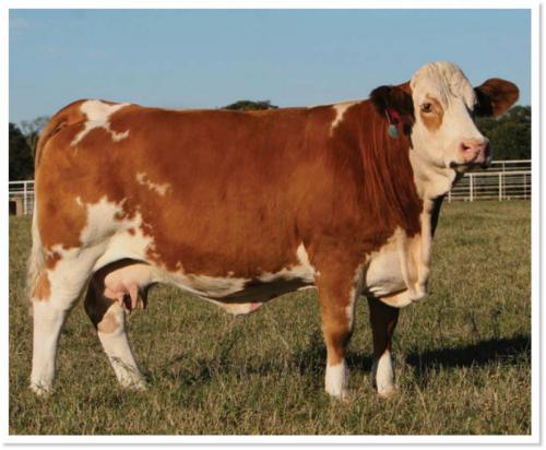 LOT 17 - EMBRYO PACKAGE - DORA LEES TIMOTHY FF51Z X JS HO JAN N70 7