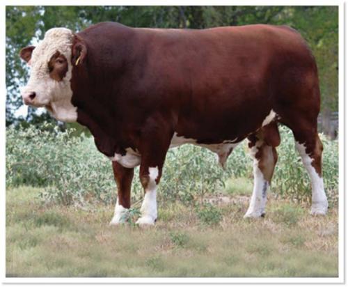 LOT 18 - RTOP MR JOSEF 1024W - 10 STRAWS OF SEMEN