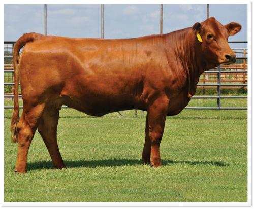 LOT 27 - MS STRACK G136 - SELLS CHOICE WITH  LOT 39 - MS STRACK H173