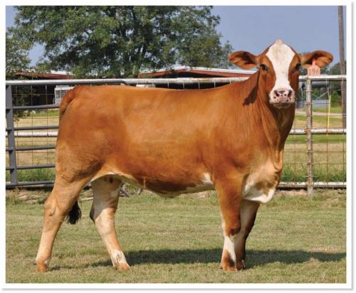 LOT 30 - WHR SWEET SUE - SELLS CHOICE WITH LOT 41 - PRR CYNTHIA 114H