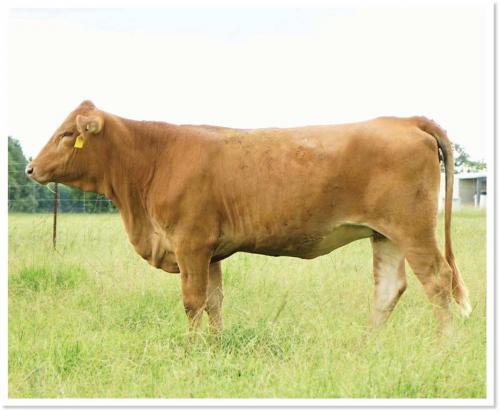 LOT 31 - HENSBROS MS H65 - SELLS CHOICE WITH LOT 35 - JLCS MS BELLA H414