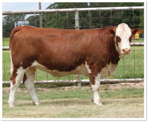 LOT 34 - RTOP MS CORABELL 0124H