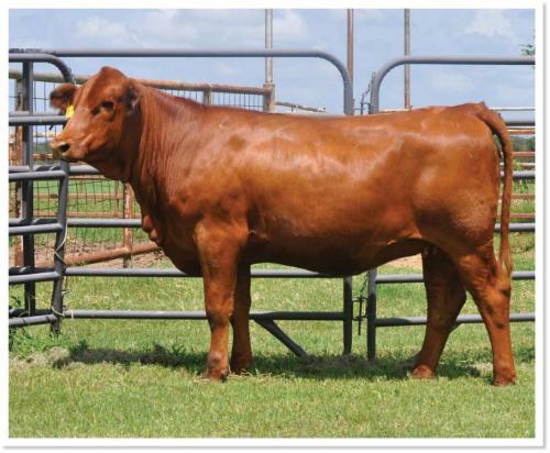 LOT 39 - MS STRACK H173 - SELLS CHOICE WITH LOT 27 - MS STRACK G136