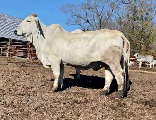 LOT 17 - JDH LADY GAYLENE MANSO 812/8 - IVF FLUSH