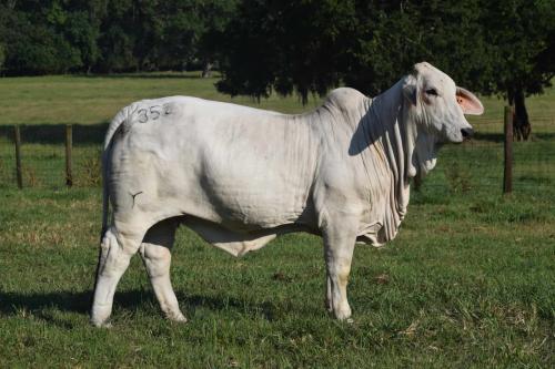 LOT 24 - RLB MISS MARIA 352 - IVF FLUSH