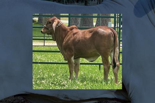 LOT 23 - HALTERED HEIFER