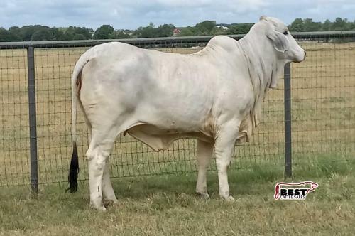 LOT 047 - MISS WOLF MANSO 89/0 OR LOT 043 - MISS WOLF MANSO 80/0 (B)