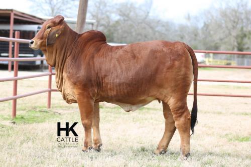 LOT 19 - HK MS. DOUGLAS RAY 162/1