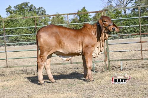 LOT 14 - MS CADDO MOONSHINE RITA 134