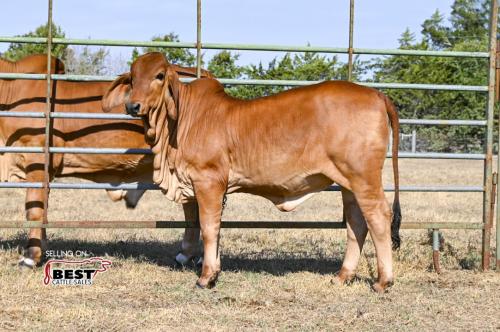 LOT 17 - MC CADDO MOONSHINE ROSE 139