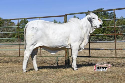 LOT 15 - BJ MISS WHISTLIN DIXIE 29/2