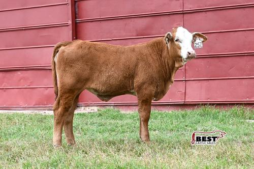 LOT 19 - X MISS 4-T 222