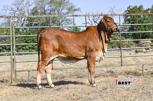 LOT 16 - MS CADDO PAITLYN 131