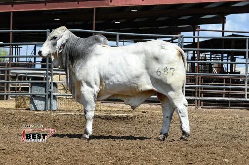 LOT 20 - ECC POLLED RIO KING 687/1 (PP)