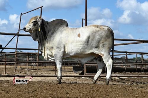 LOT 18 - SR MR POLLED KERR 8 (P)