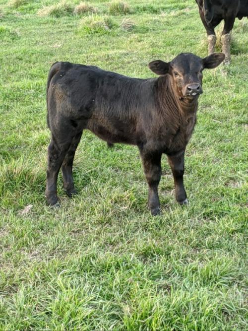 LOT 20 - Processed Calf