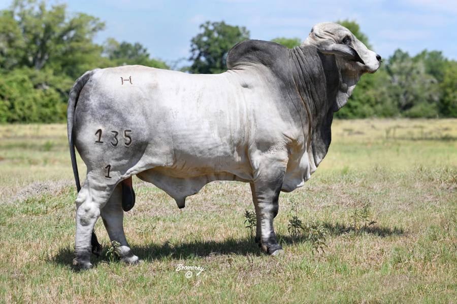 LOT 12 - MR. 4F POLLED TEXAN 135/1 (P) - SELLING ONE (1) STRAW OF SEMEN