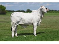 LOT 04 -  LADY H LUCY MANSO 733/3