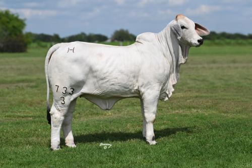 LOT 04 -  LADY H LUCY MANSO 733/3