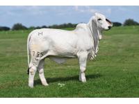 LOT 03 - LADY H KYRA MANSO 755/4