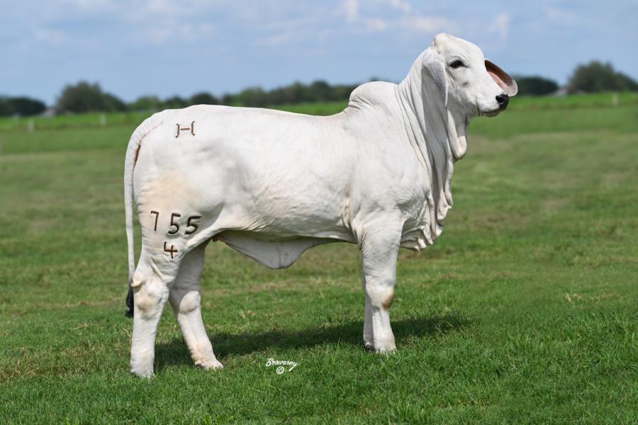 LOT 03 - LADY H KYRA MANSO 755/4