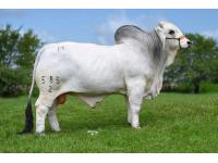 LOT 10 - MR H LANCASTER MANSO 585/2 - SELLING ONE (1) STRAW OF FEMALE SEXED SEMEN