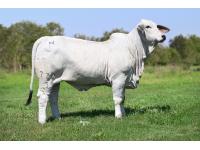 LOT 05 - LADY H SOFIA MANSO 729/3