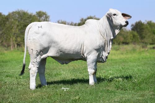 LOT 05 - LADY H SOFIA MANSO 729/3