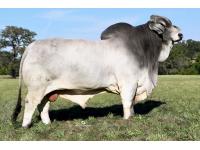 LOT 07 - +MR. H PRIDE OF MADDOX MANSO 684/8 - SELLING ONE (1) STRAW OF SEMEN