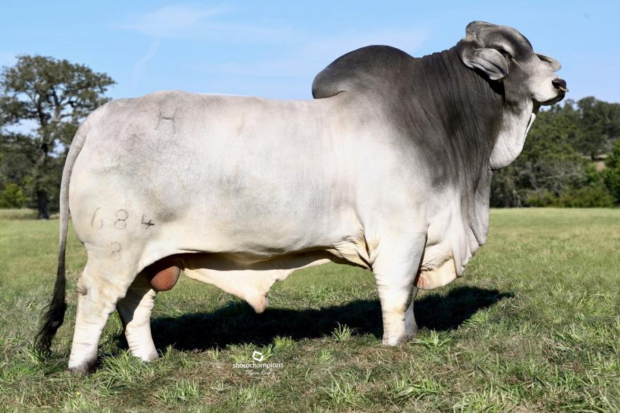 LOT 07 - +MR. H PRIDE OF MADDOX MANSO 684/8 - SELLING ONE (1) STRAW OF SEMEN