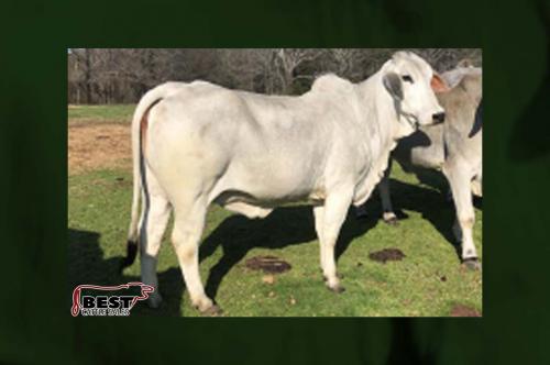 LOT 132 - MISS JB LADY MANSO 58