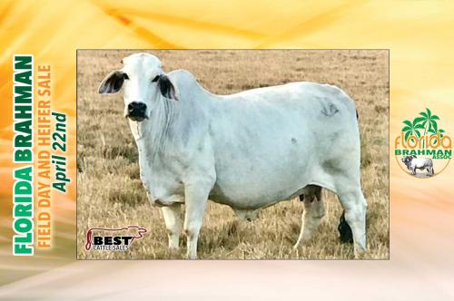 LOT 19 -  KT RISSO ABLE EMPRE 718 X AT LADY PAIGE IMPERATOR 105 - EMBRYO PACKAGE