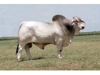 LOT 08 - ECC POLLED CHIEF 719 (P)