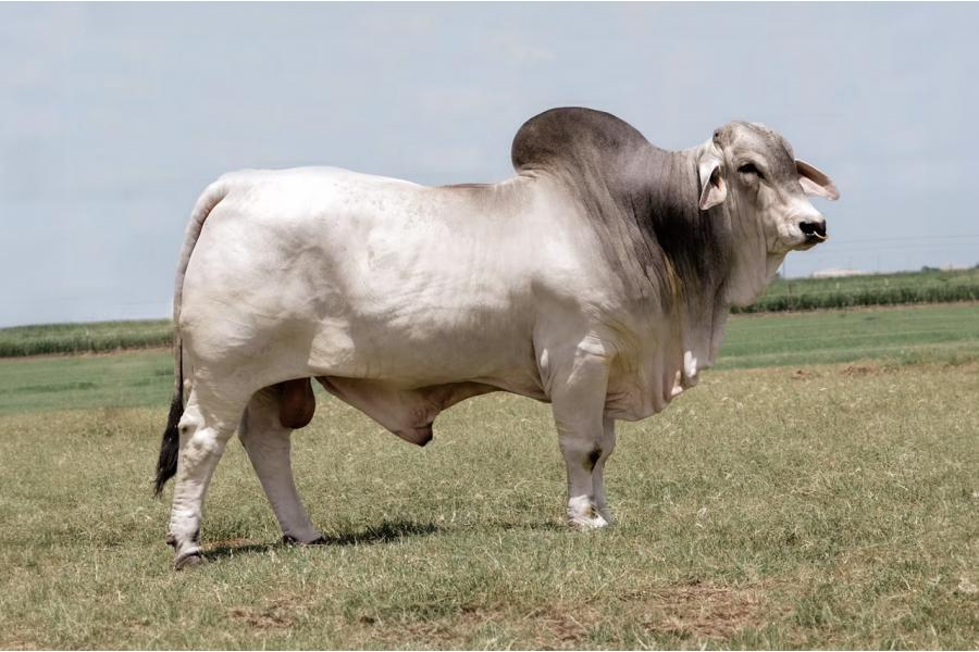 LOT 08 - ECC POLLED CHIEF 719 (P)